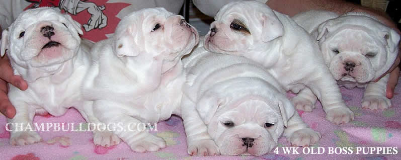 White English bulldog puppies photos